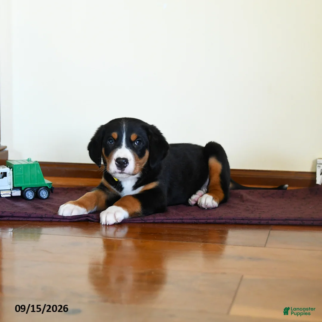 Greater Swiss Mountain Dog dogs for sale: Wrangler - Ad 2