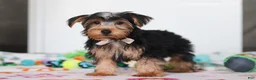 Yorkshire Terrier dogs for sale: Malcolm - Ad 3