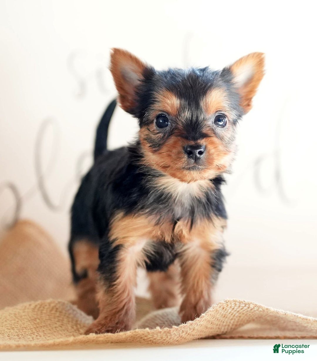 Morkie dogs for sale: Princess - Ad 8