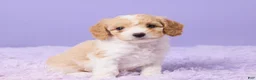Cavapoo dogs for sale: Aria - Ad 3