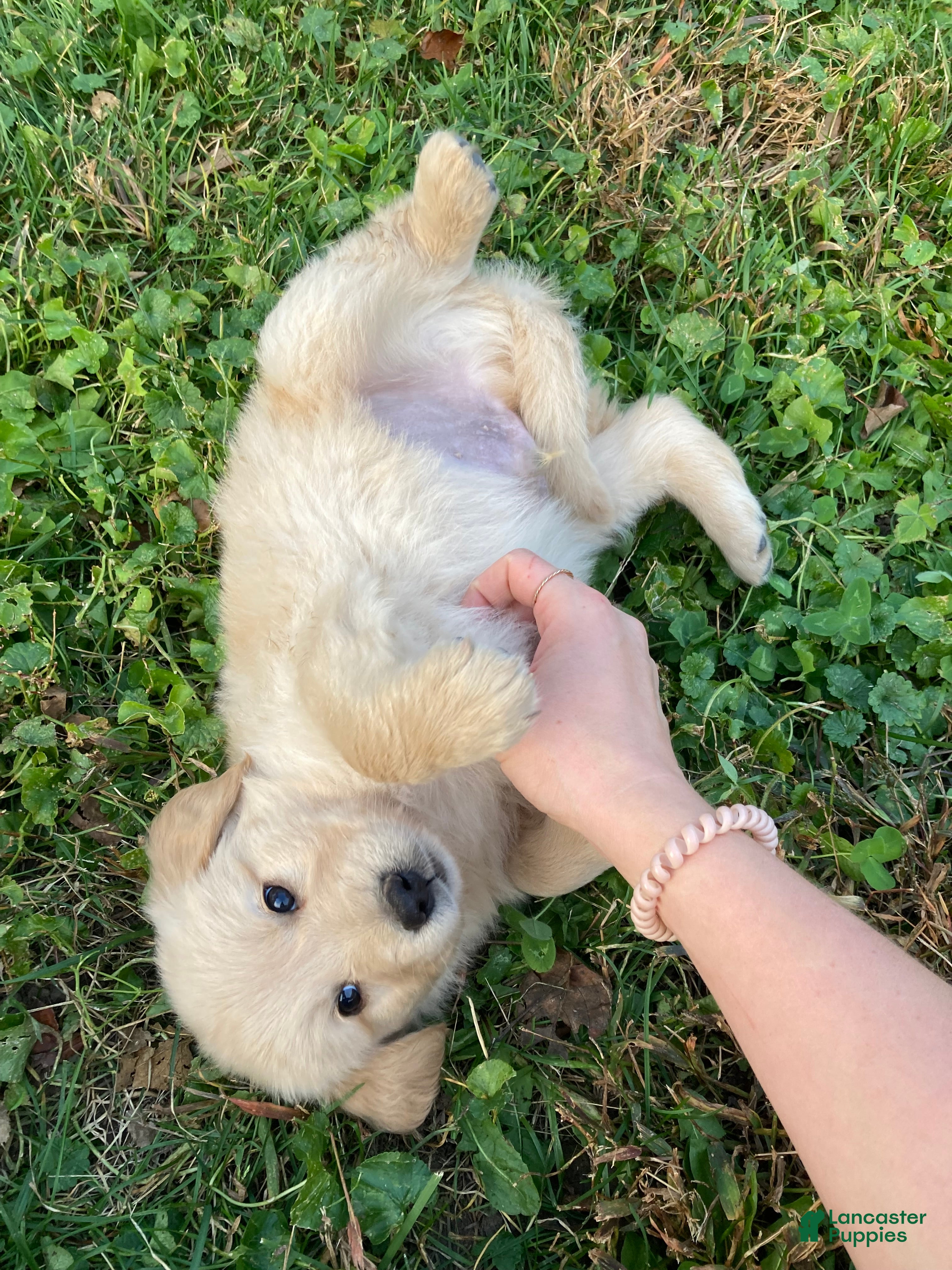 Golden Retriever dogs for sale: Alex - Ad 2