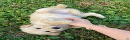 Golden Retriever dogs for sale: Alex - Ad 2