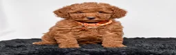Mini Goldendoodle dogs for sale: Mr. Micky - Ad 7