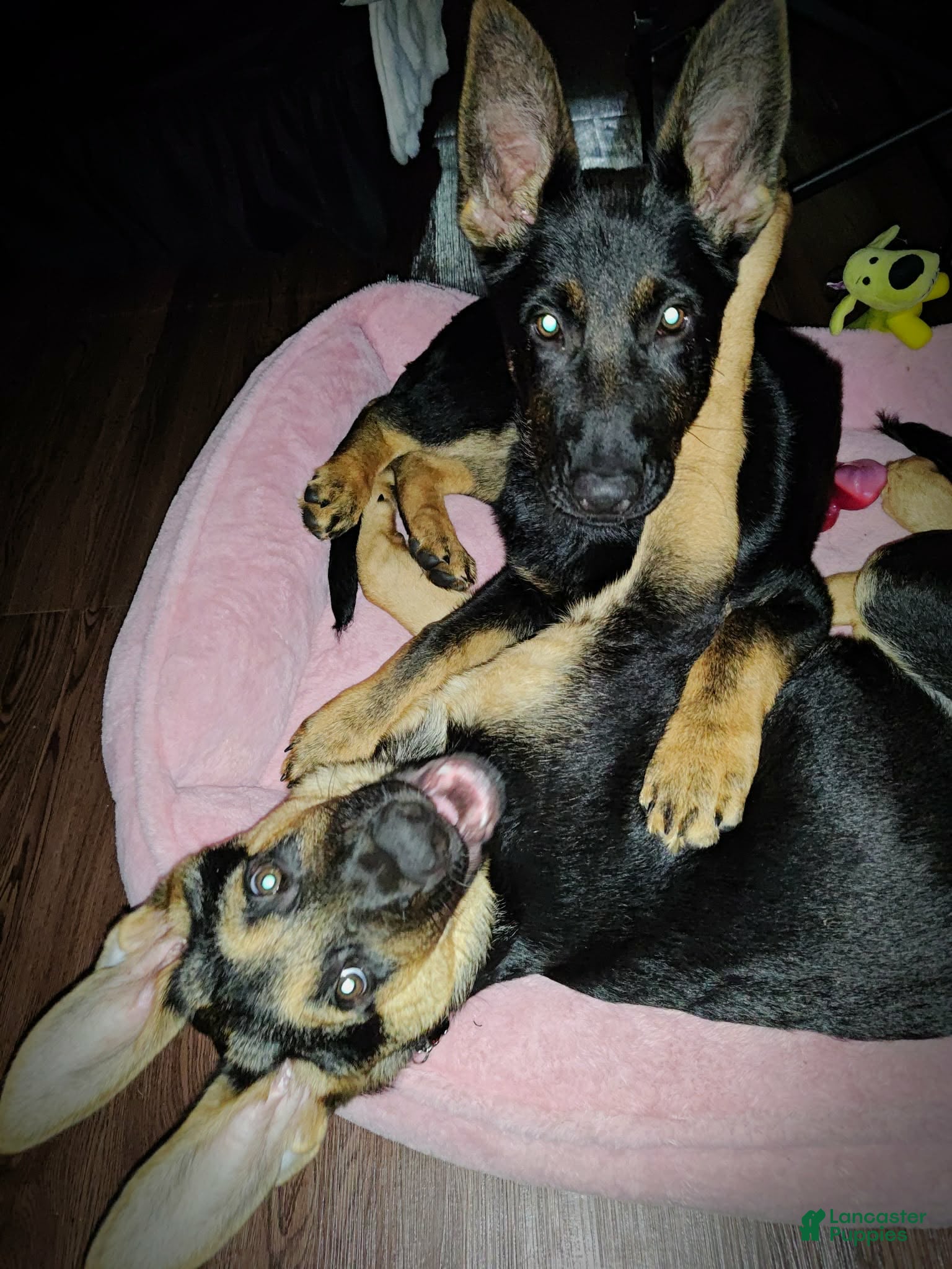 German Shepherd dogs German Shepherd Puppy 2 - Ad 2