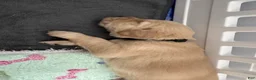 Golden Retriever dogs for sale: Mocha - Ad 3