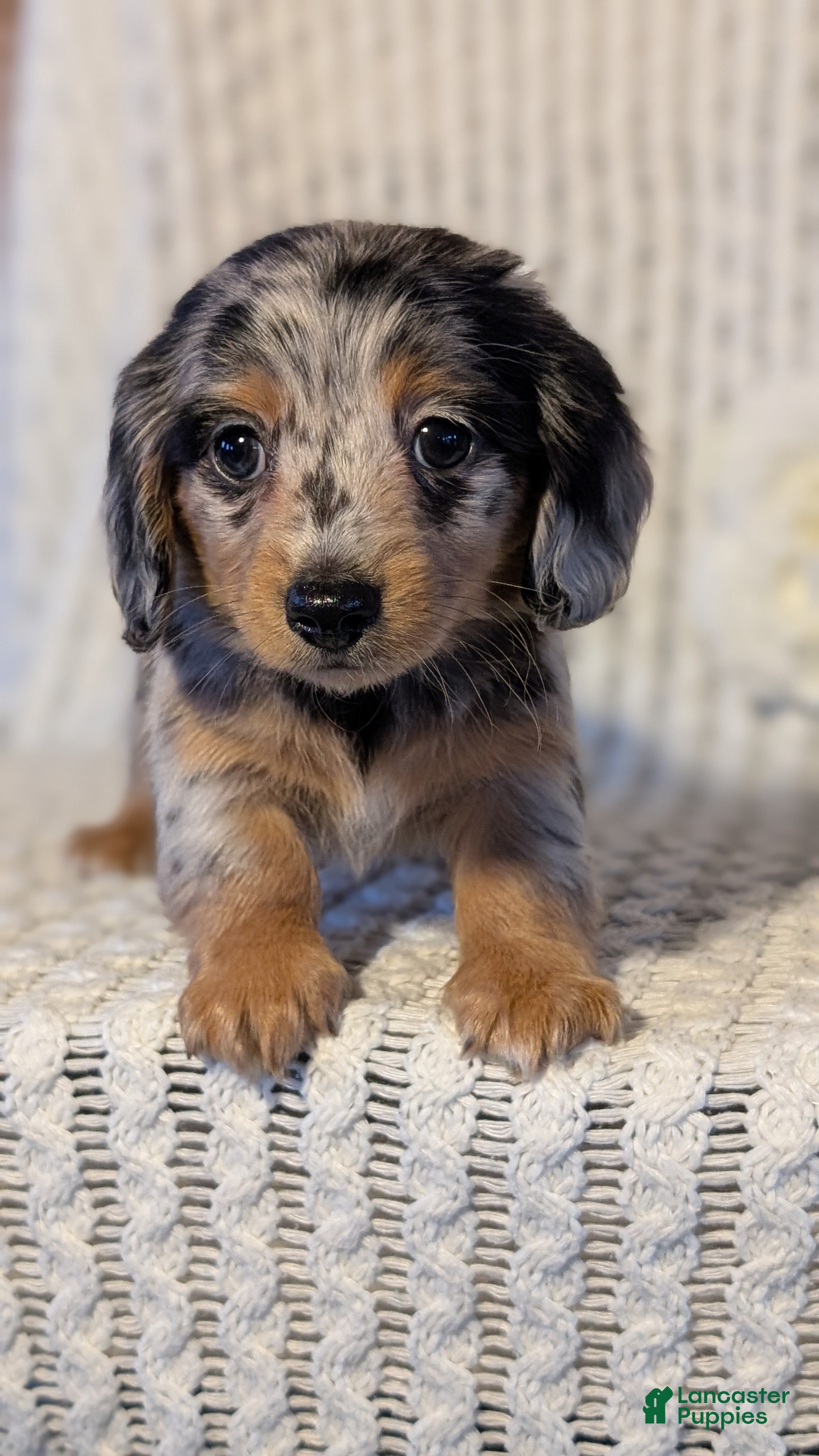 Miniature Dachshund dogs Lyla - Ad 2