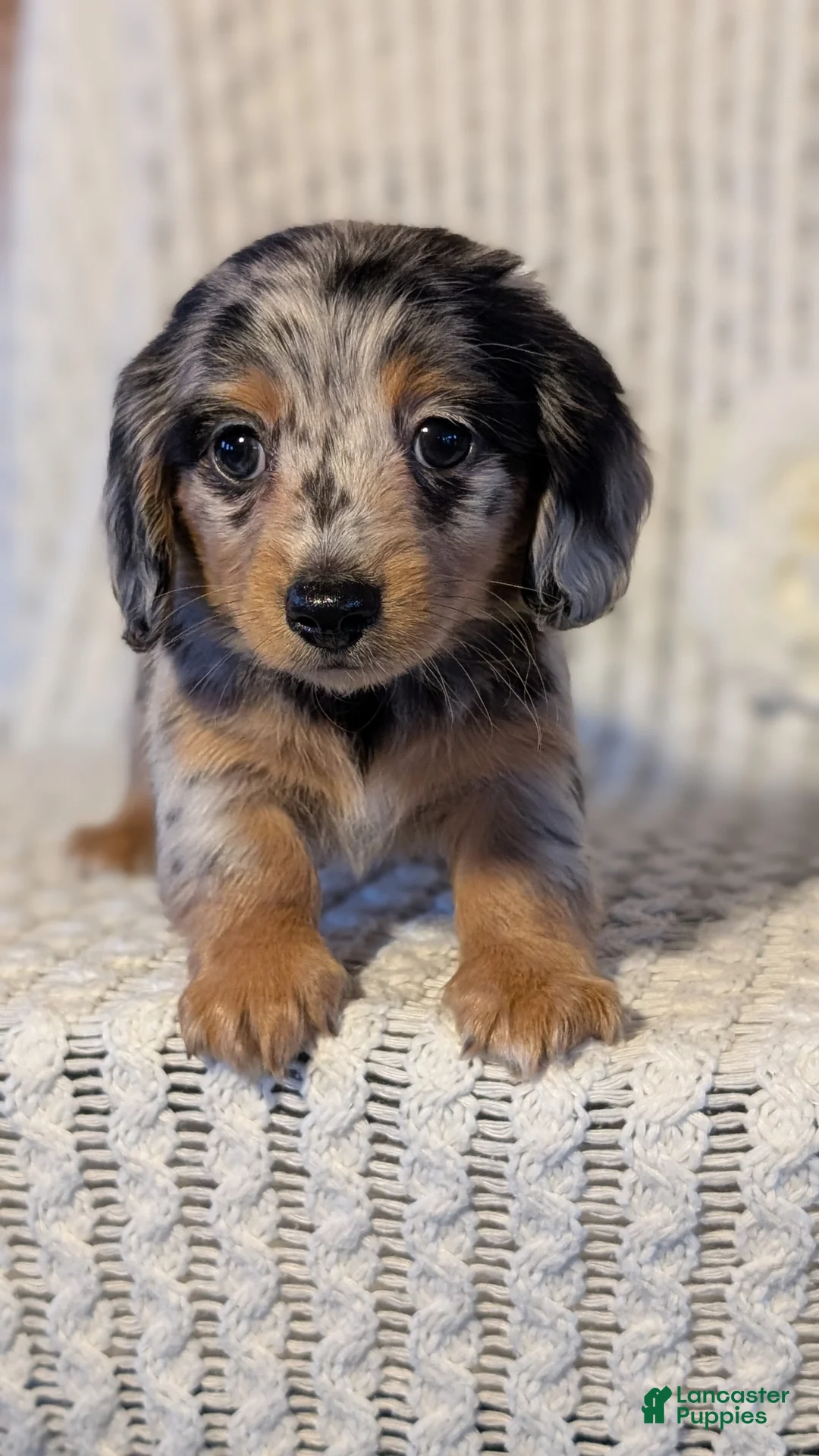 Miniature Dachshund dogs for sale: Lyla - Ad 2