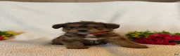 Corgipoo dogs for sale: Bert - Ad 5