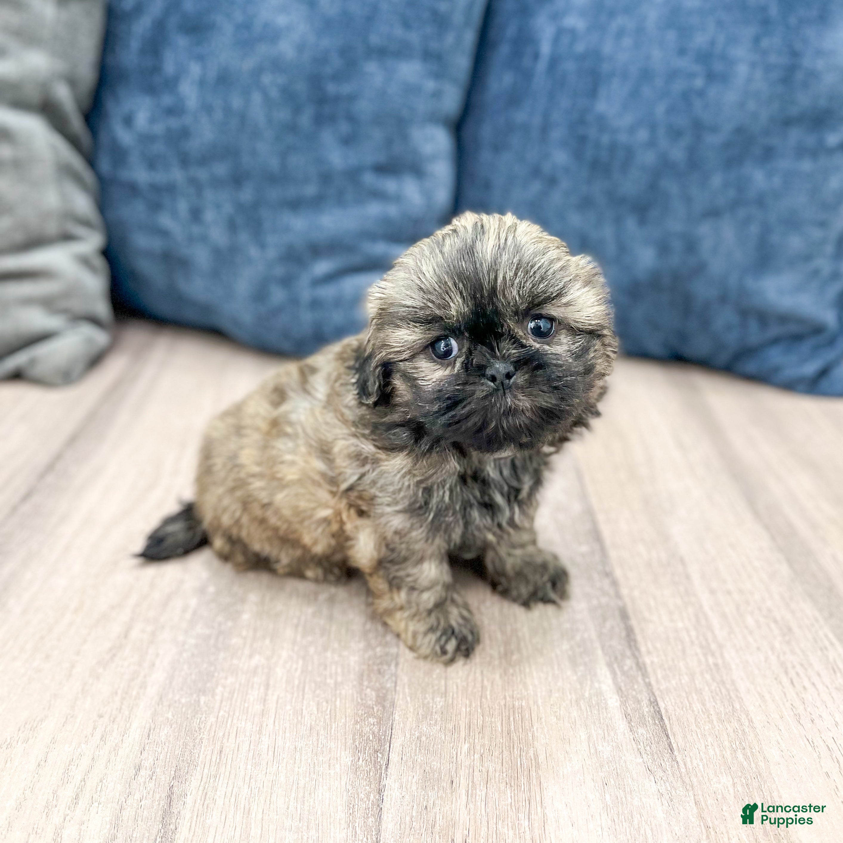 Mixed Breed dogs for sale: Daisy - Ad 1