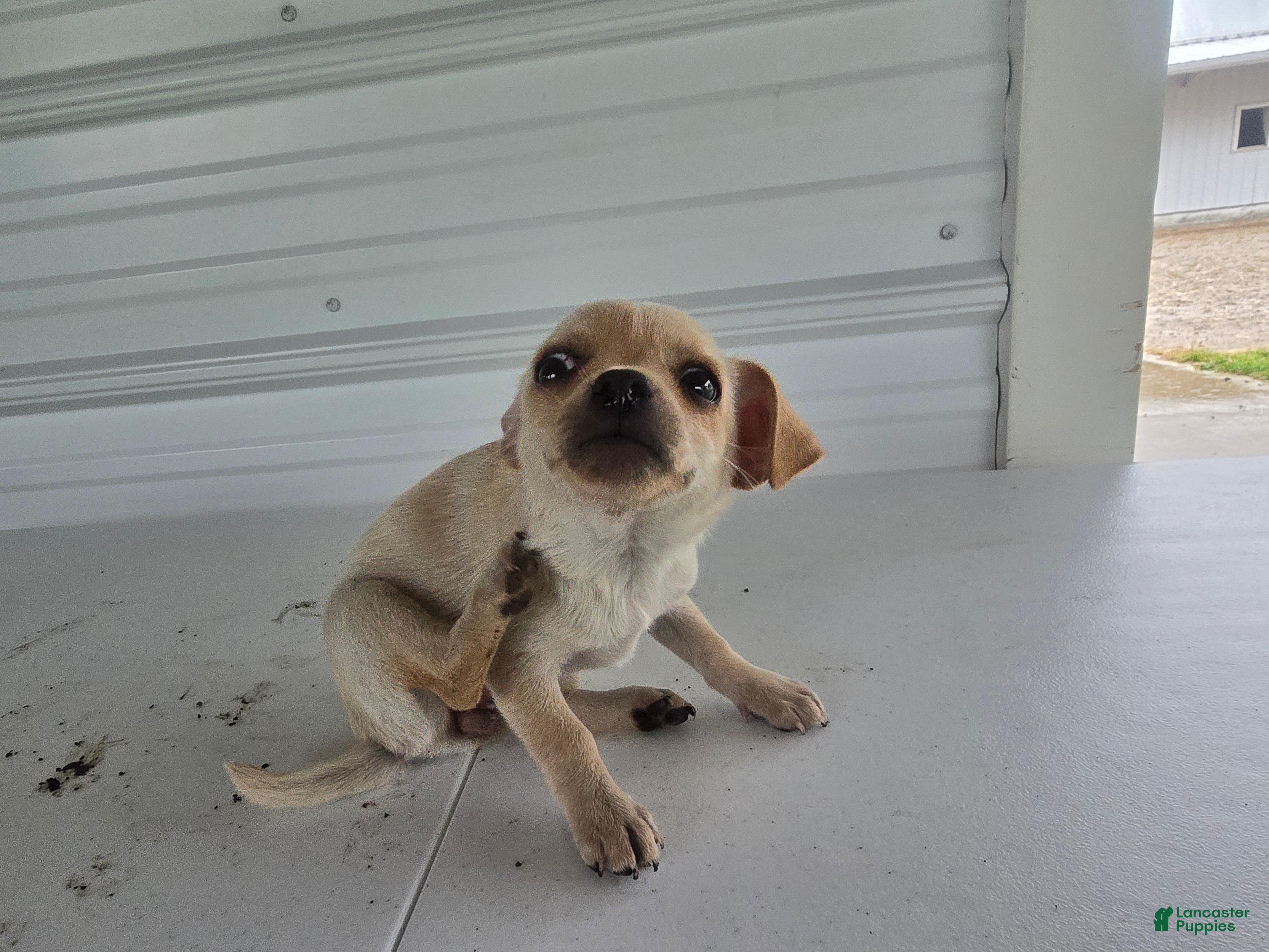 Chihuahua dogs Roxy - Ad 1
