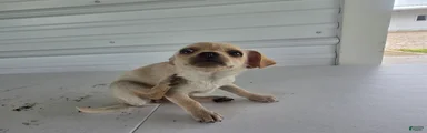 Roxy
