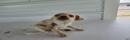 Chihuahua dogs for sale: Roxy - Ad 1