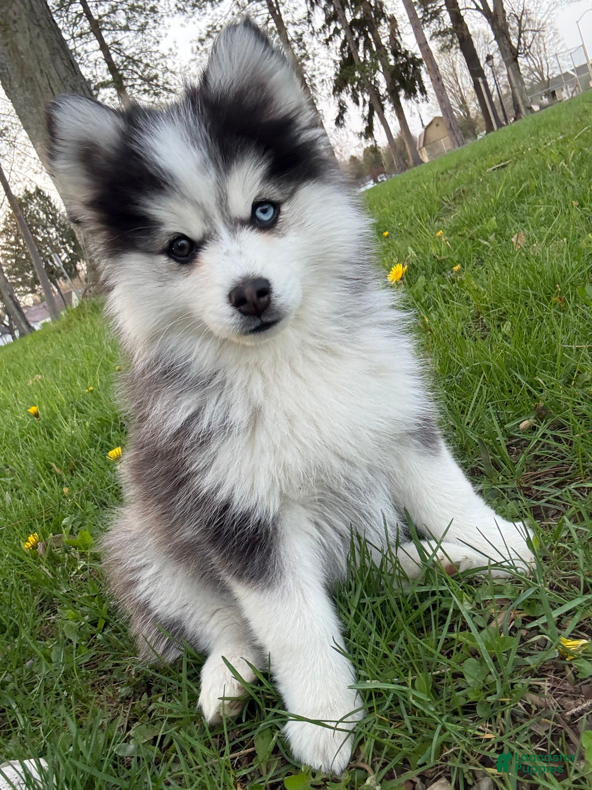 Pomsky dogs Pomsky 3 - Ad 1