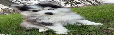 Pomsky 3