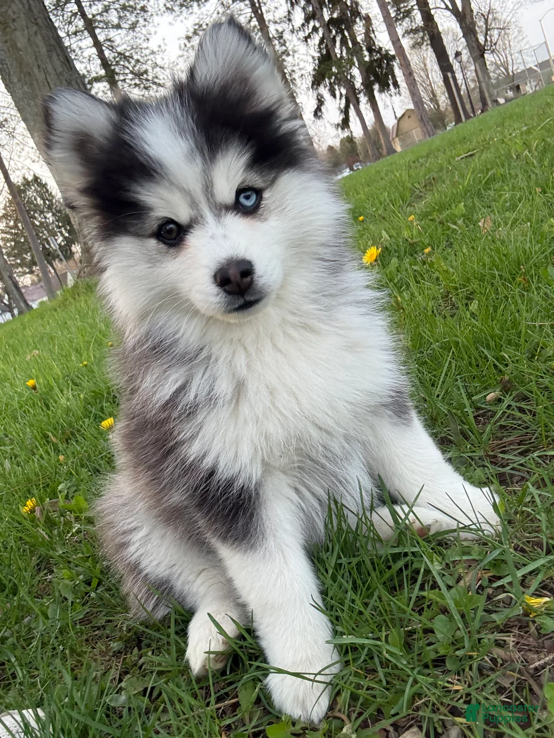 Pomsky dogs for sale: Pomsky 3 - Ad 1
