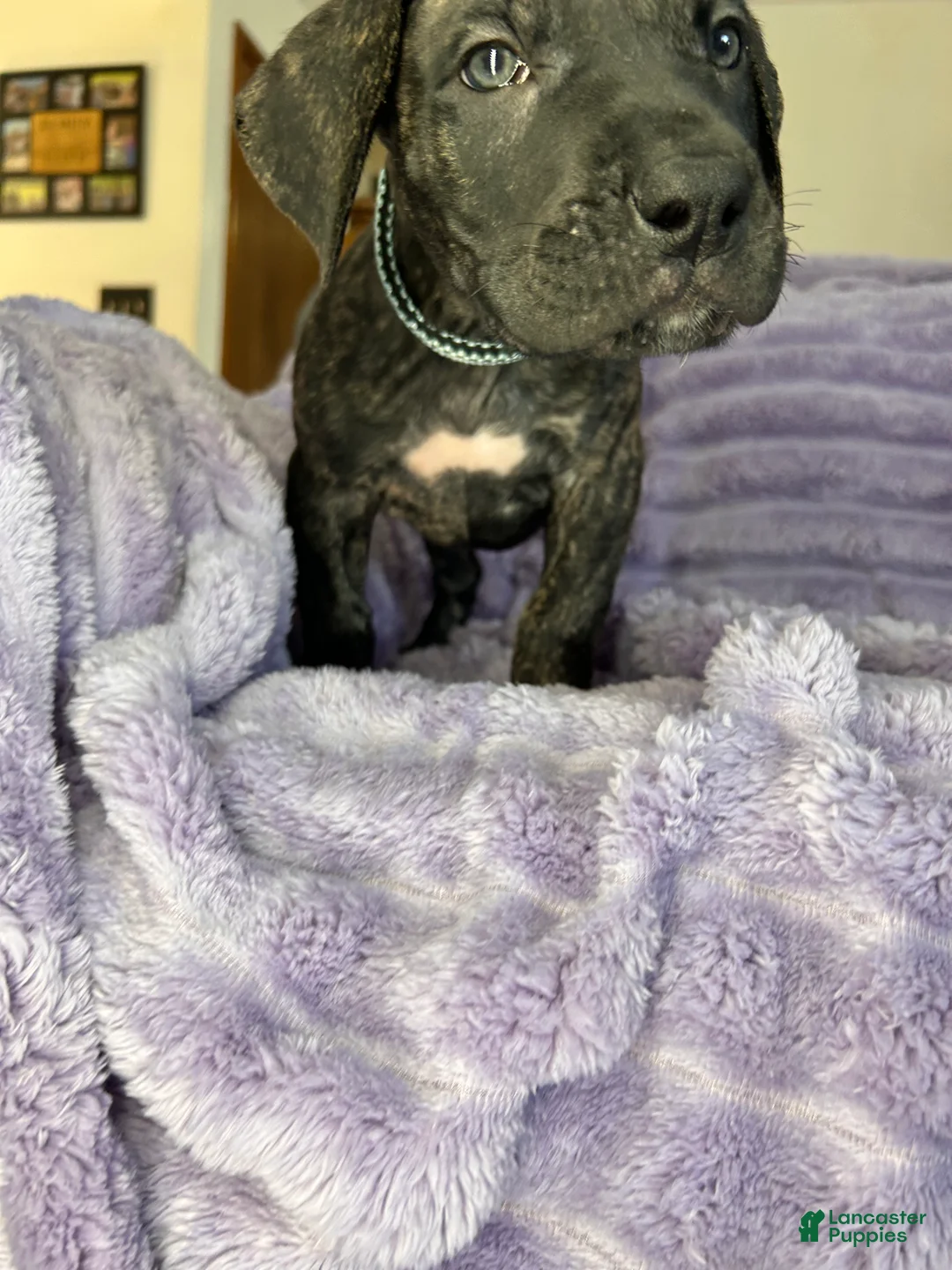 Mixed Breed dogs for sale: Mixed Breed Puppy 1 - Ad 2