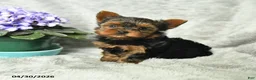 Yorkshire Terrier dogs for sale: Barbie - Ad 1