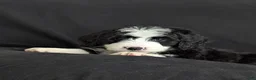 Bernedoodle dogs for sale: Nova - Ad 4