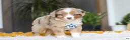 Australian Shepherd dogs for sale: Bindi - Ad 5
