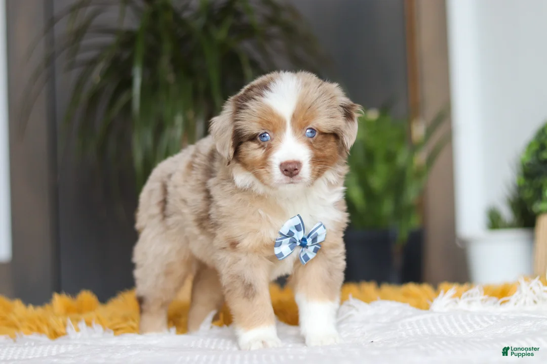 Australian Shepherd dogs for sale: Bindi - Ad 5