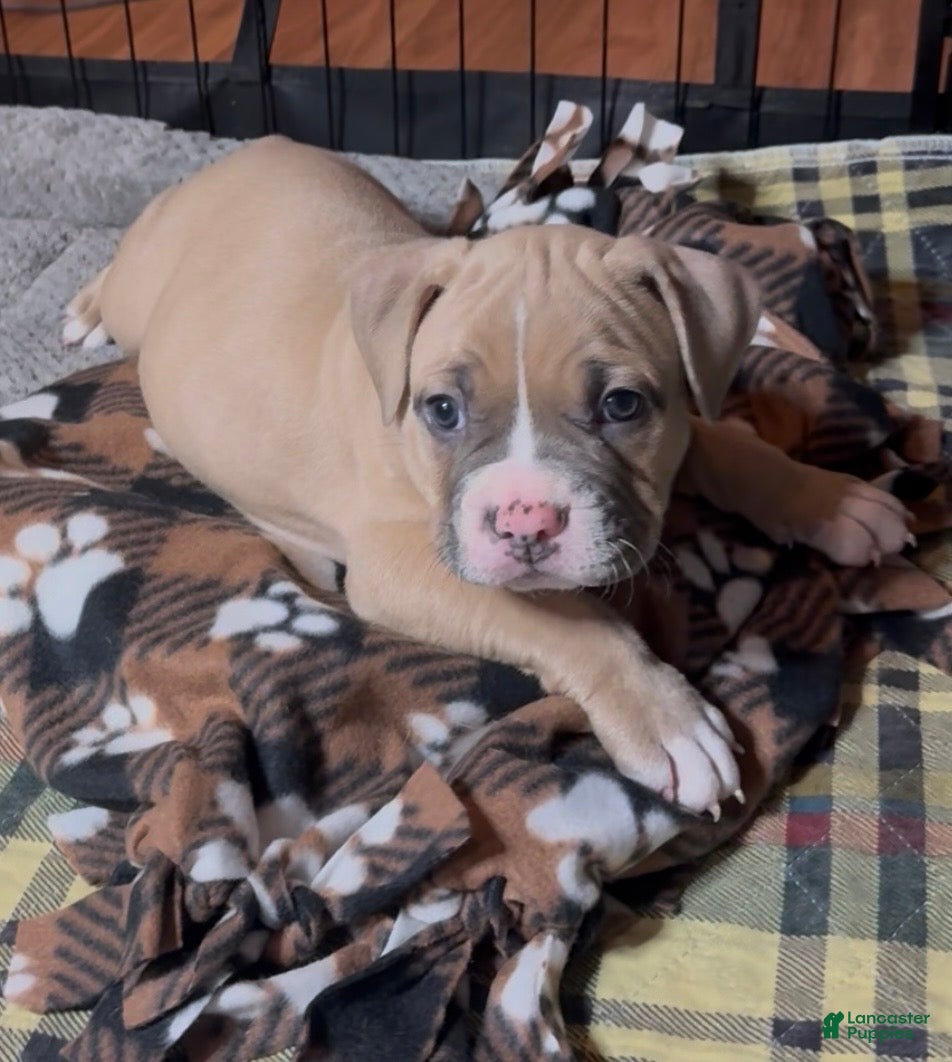 American Bully dogs American Bully Male - Ad 26