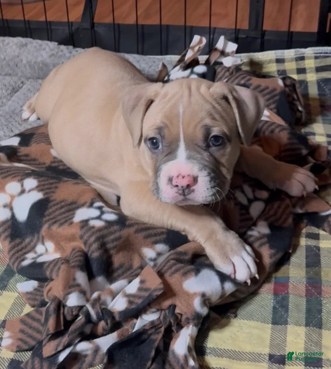 American Bully dogs for sale: American Bully Male - Ad 1