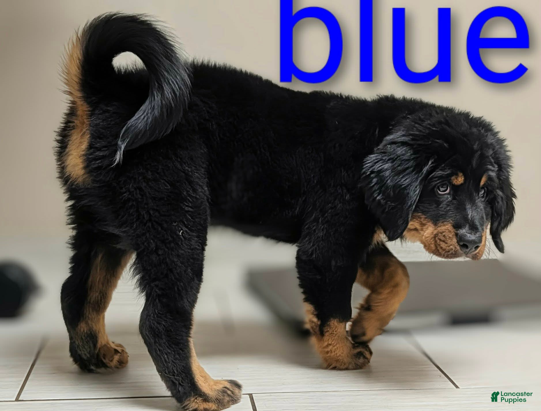 Mixed Breed dogs Mixed Breed Puppy 1 - Ad 35