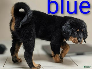 Mixed Breed dogs Mixed Breed Puppy 1 - Ad 1