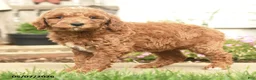 Goldendoodle dogs for sale: Roseyn - Ad 2