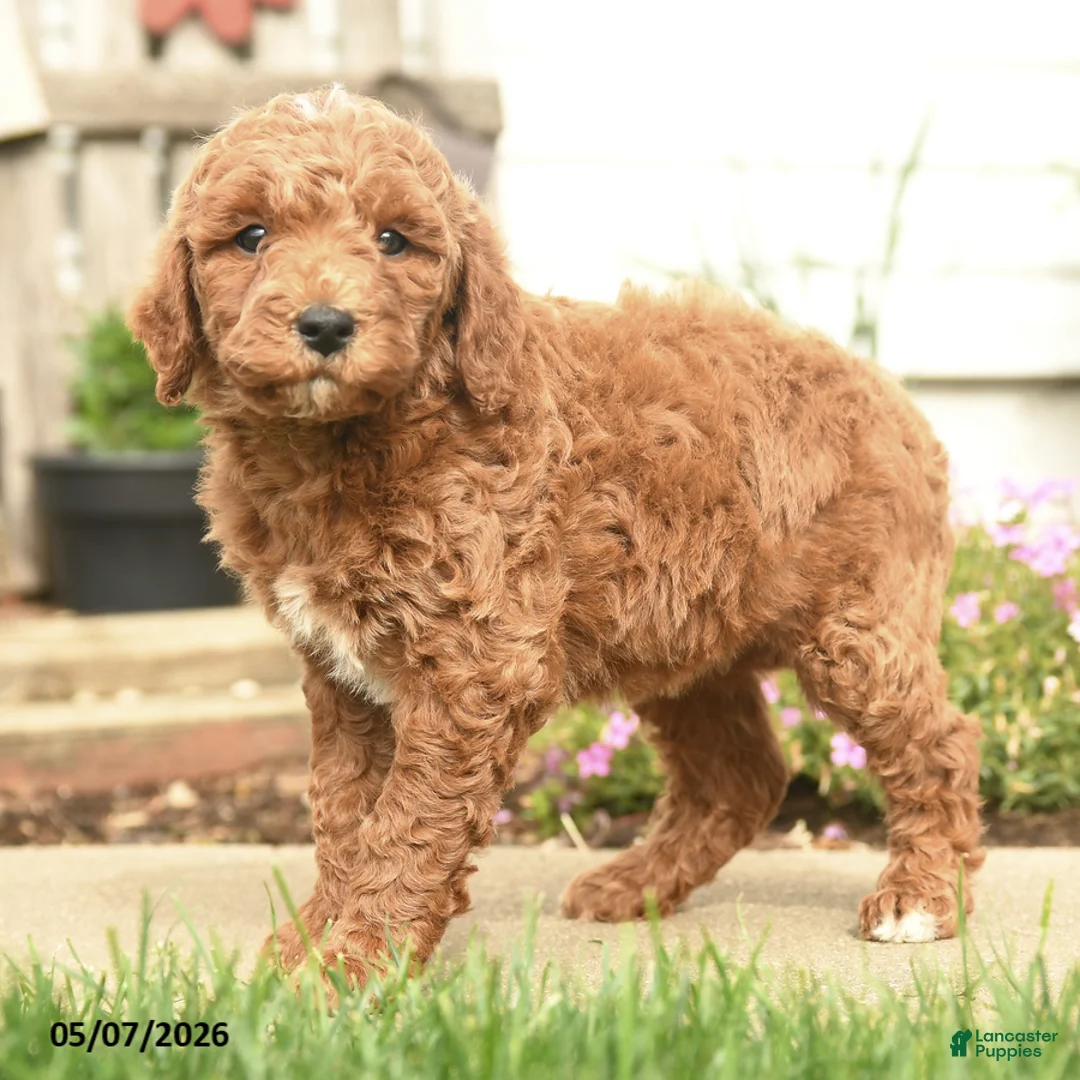 Goldendoodle dogs for sale: Roseyn - Ad 2