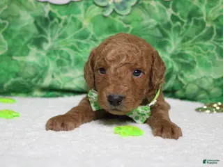 Goldendoodle dogs Fanta - Ad 3