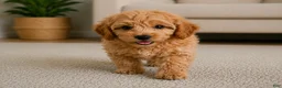 Cavapoo dogs for sale: Bella - Ad 8