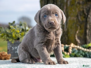 Labrador Retriever dogs - Ad 36