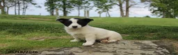Mixed Breed dogs for sale: Jake - Ad 2