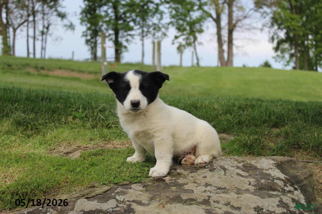Mixed Breed dogs for sale: Jake - Ad 2