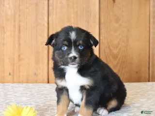 Miniature Australian Shepherd dogs for sale: Della - Ad 3