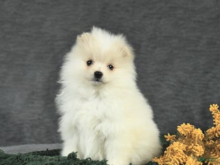 Pomeranian dogs Finley - Ad 12