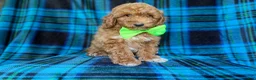 Miniature Poodle dogs for sale: Simba - Ad 3