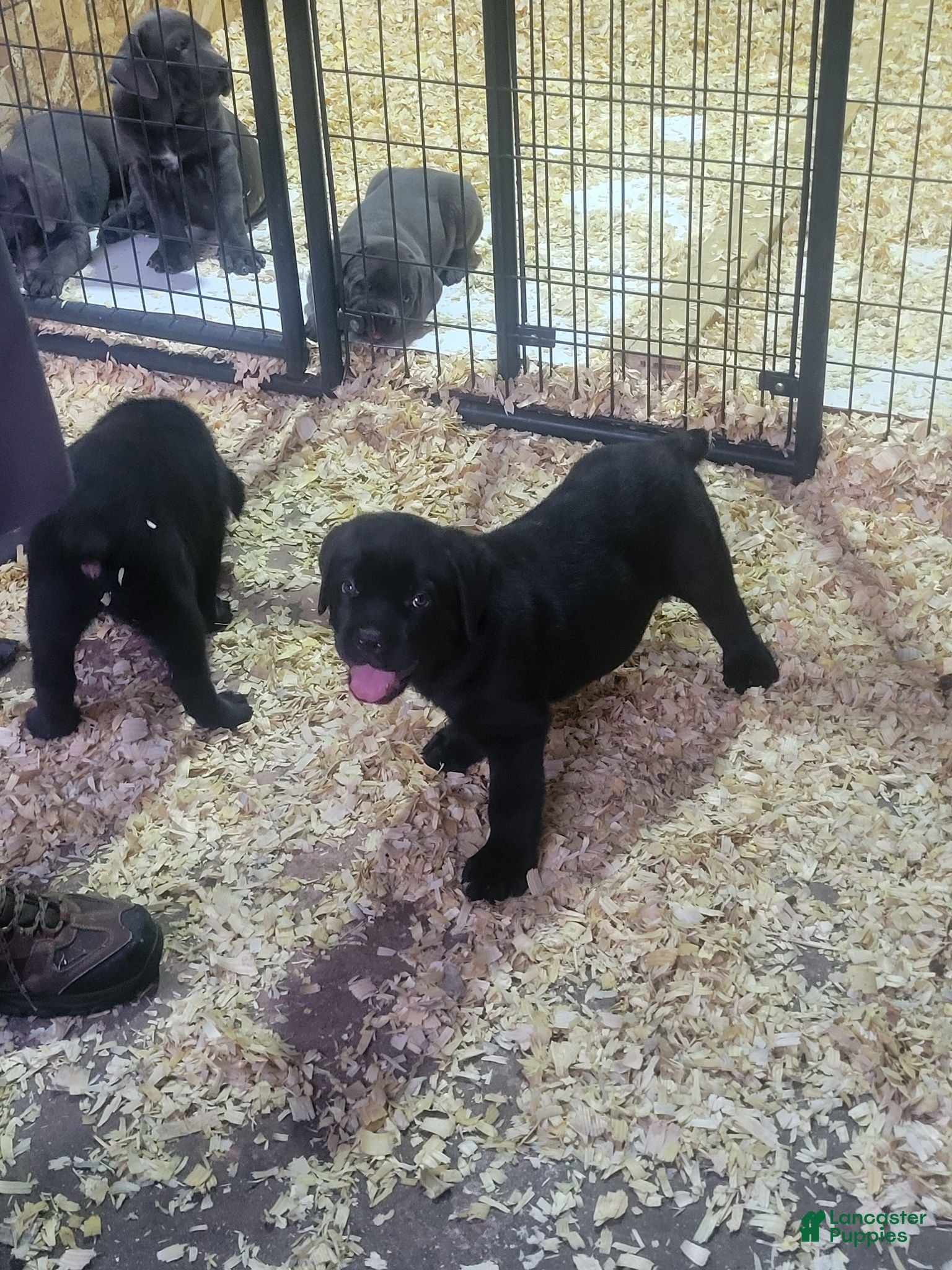 Cane Corso dogs Cane Corso 3 - Ad 1