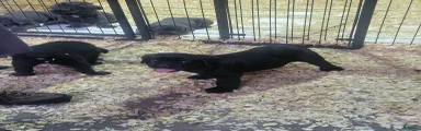 Cane Corso 3