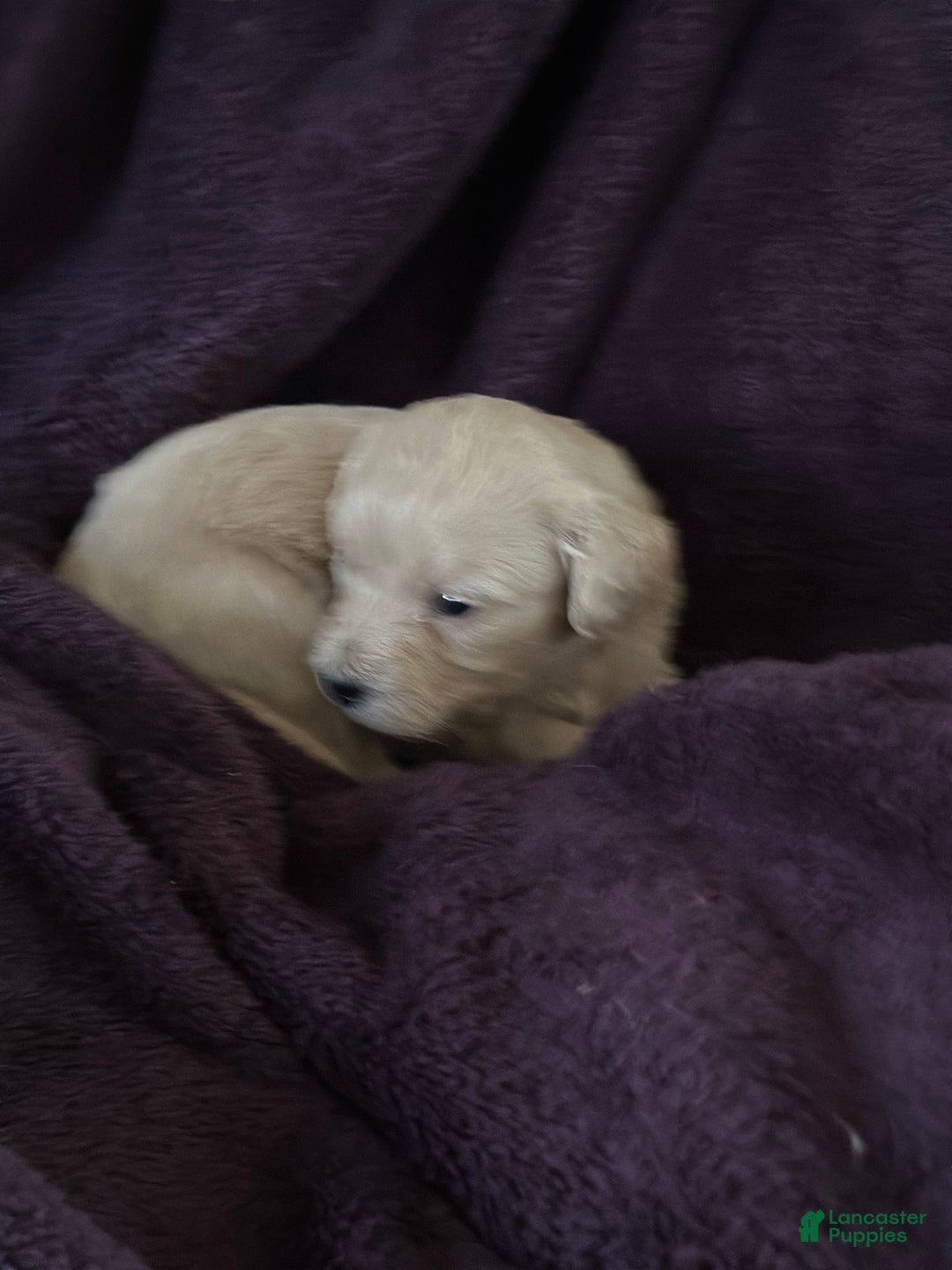 Mini Goldendoodle dogs for sale: Bean - Ad 4