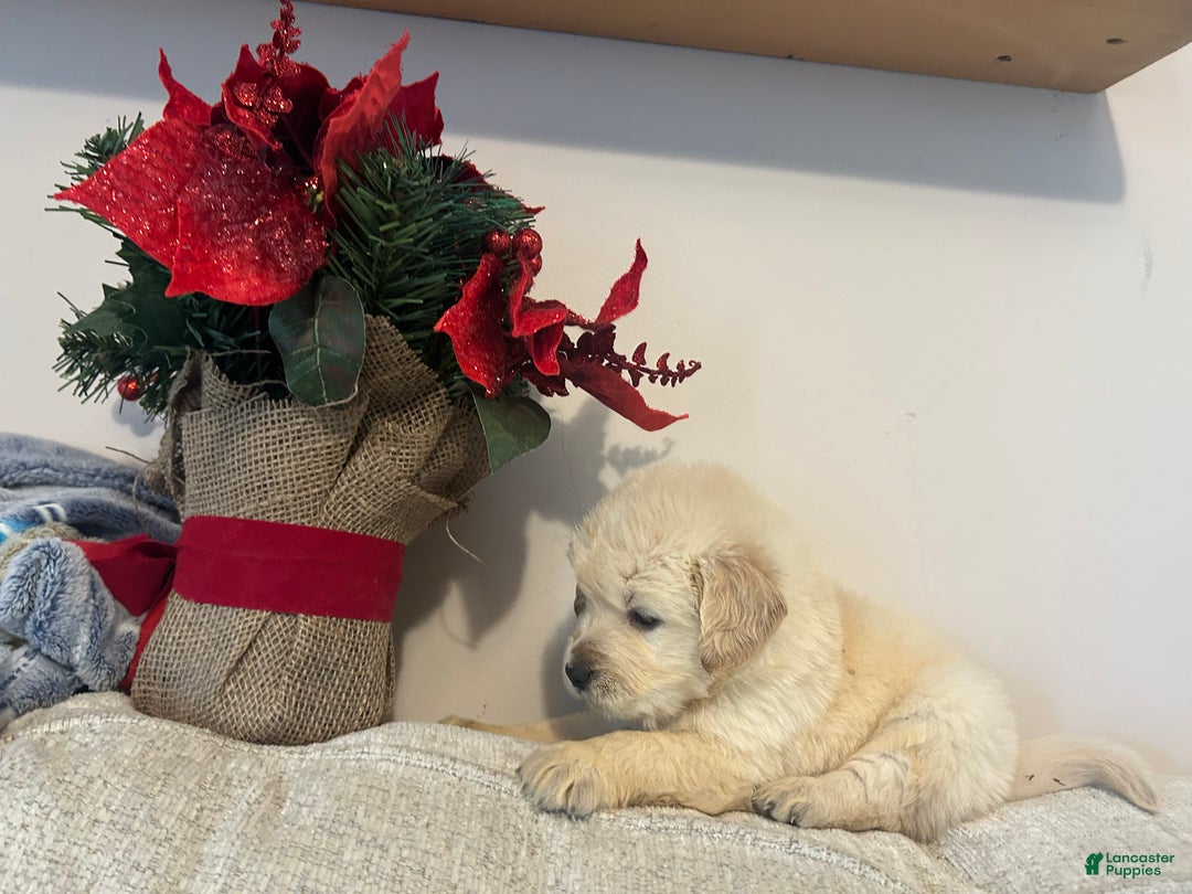 Golden Retriever dogs for sale: Jupiter  - Ad 1