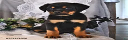 Rottweiler dogs for sale: Pansy - Ad 3