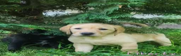 Labrador Retriever dogs for sale: Liberty - Ad 3