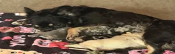 French Bulldog dogs for sale: French Bulldog 3 - Ad 13