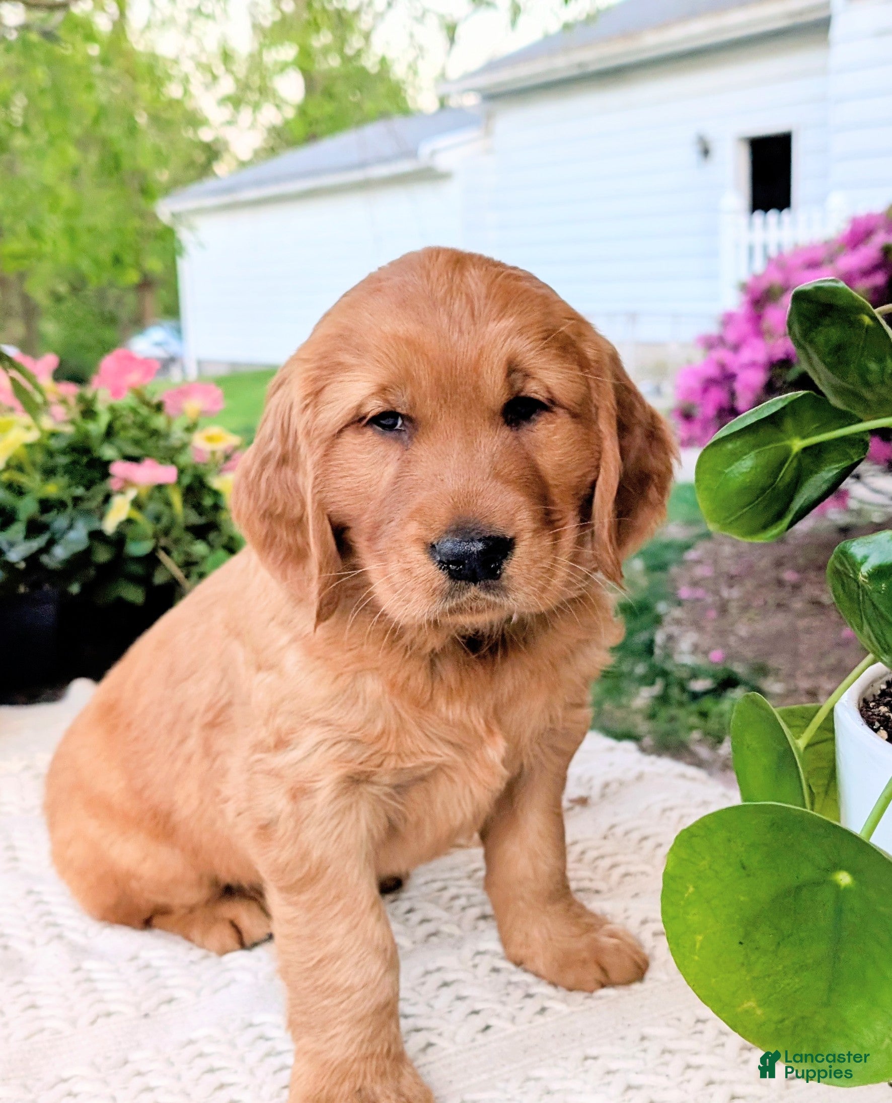 Golden Retriever dogs for sale: Cooper - Ad 3