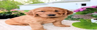 Cooper