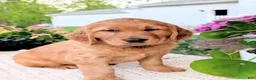 Golden Retriever dogs for sale: Cooper - Ad 1