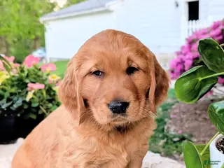 Golden Retriever dogs for sale: Cooper - Ad 3