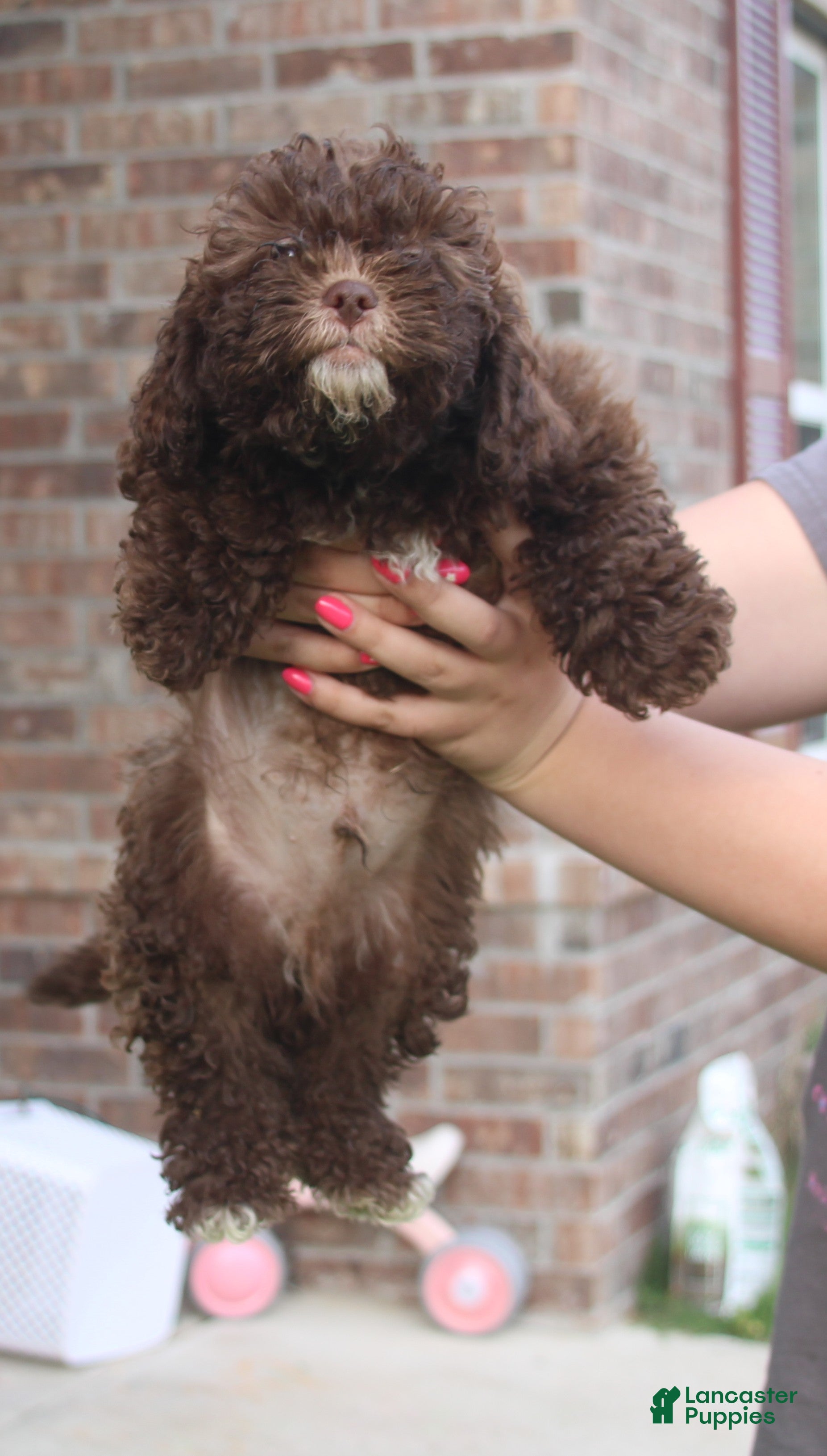 Shihpoo dogs Johnny Cash - Ad 2